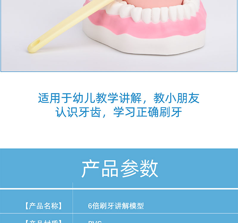 亞馬遜牙齒模型 趣味教學(xué)用品，助力幼兒口腔健康護(hù)理